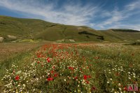 castelluccio 11 june 2013